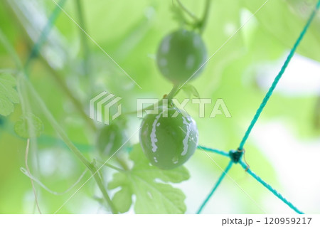 オキナワスズメウリの実　沖縄スズメウリ 120959217