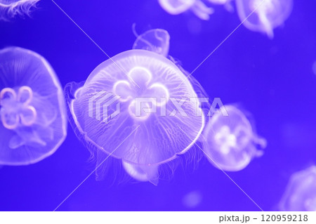 クラゲ 水族館 クラゲ 水族館 120959218