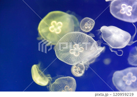 クラゲ　水族館 120959219
