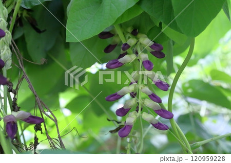 ムクナ豆の花 120959228