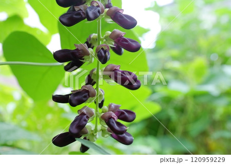 ムクナ豆の花 ムクナ豆の花 120959229