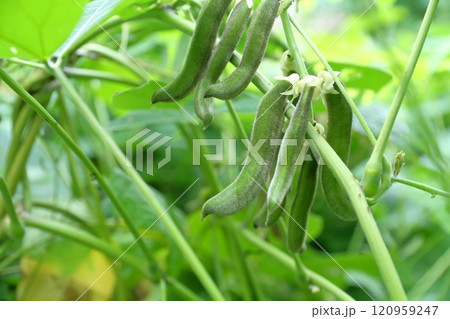 ムクナ豆の実 ムクナ豆の実 120959247