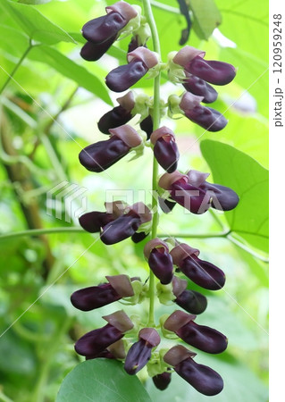 ムクナ豆の花 120959248