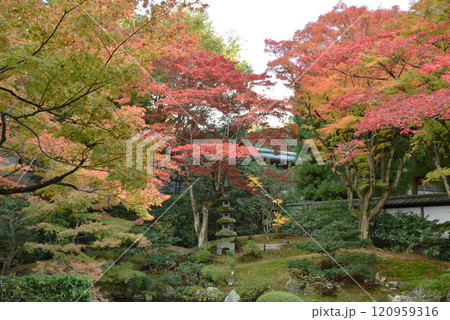 秋の御寺泉涌寺 鮮やかな御座所庭園(京都市東山区) 秋の御寺泉涌寺 鮮やかな御座所庭園(京都市東山区) 120959316