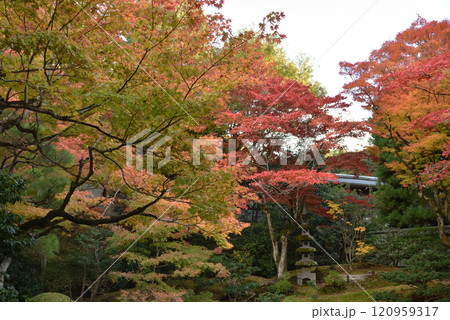 秋の御寺泉涌寺　鮮やかな御座所庭園(京都市東山区) 120959317