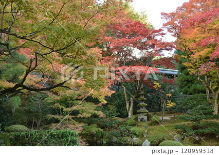 秋の御寺泉涌寺 鮮やかな御座所庭園(京都市東山区) 秋の御寺泉涌寺 鮮やかな御座所庭園(京都市東山区) 120959318