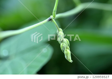 ムクナ豆のアップ 120959327