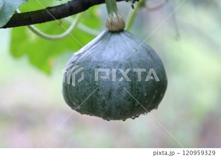 カボチャ　空中栽培 120959329