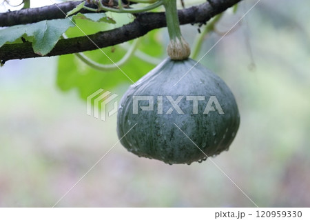 カボチャ　空中栽培 120959330