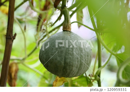 カボチャ　空中栽培 120959331