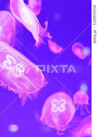 クラゲ　水族館 120959342