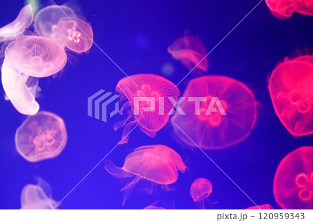 クラゲ　水族館  120959343