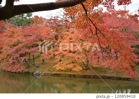 秋の京都仙洞御所　北池とモミジ(京都市上京区) 120959410