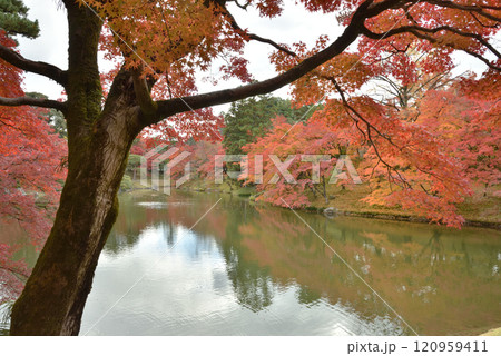 秋の京都仙洞御所 北池とモミジ(京都市上京区) 秋の京都仙洞御所 北池とモミジ(京都市上京区) 120959411