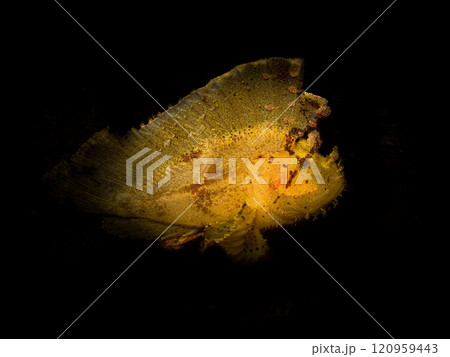 Awesome Leaf scorpionfish isolated with a black background. Picture from Puerto Galera, Philippines 120959443