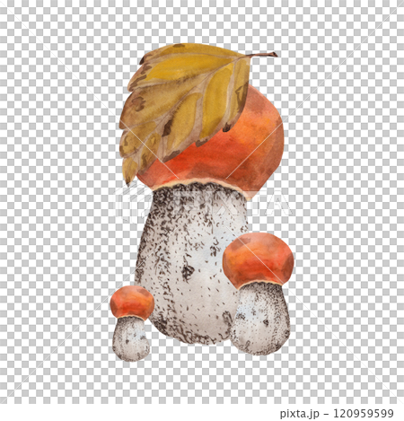 Birch leaf with mushroom family aspen mushrooms. Watercolor illustration of forest mushrooms and autumn fallen birch leaf. Hand-drawn in botanical style. Suitable for your design Birch leaf with mushroom family aspen mushrooms. Watercolor illustration of forest mushrooms and autumn fallen birch leaf. Hand-drawn in botanical style. Suitable for your design 120959599