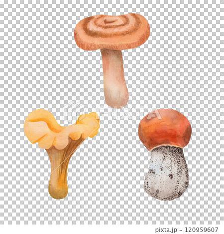Set of edible mushrooms. Watercolor forest mushrooms aspen mushroom, russula, saffron milk cap and chanterelle mushroom. Hand drawn for your design 120959607
