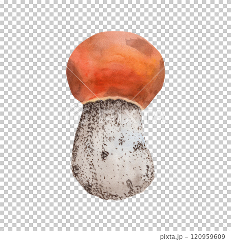 Aspen mushroom. Watercolor illustration of forest mushroom aspen mushroom. The mushroom is hand drawn in botanical style, brown color. For your design 120959609