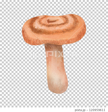 Volnushka mushroom. Watercolor illustration of a forest mushroom - saffron milk cap. The mushroom is hand-drawn in a botanical style, brown color. For your design 120959611