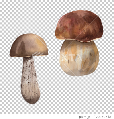 Set of edible mushrooms. Watercolor forest mushrooms boletus and porcini mushroom. Hand-drawn drawings for your design 120959618