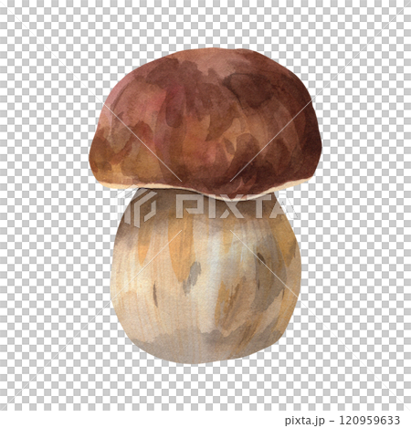 White mushroom. Watercolor illustration of a forest white mushroom. The mushroom is hand drawn in a botanical style, brown color. For your design 120959633