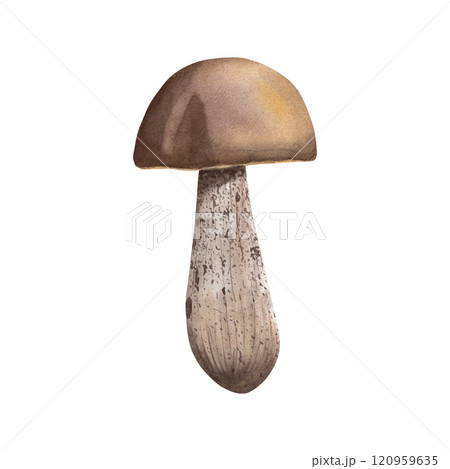 Boletus mushroom. Watercolor illustration of brown boletus. Forest mushroom and painted with watercolors in botanical style. For your design Boletus mushroom. Watercolor illustration of brown boletus. Forest mushroom and painted with watercolors in botanical style. For your design 120959635