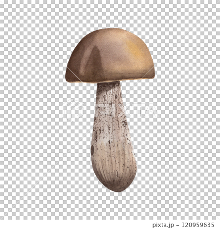 Boletus mushroom. Watercolor illustration of brown boletus. Forest mushroom and painted with watercolors in botanical style. For your design 120959635