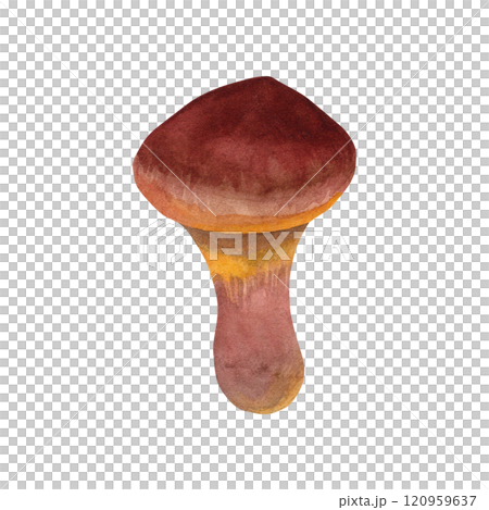 Butter mushroom. Watercolor illustration of edible mushroom. Hand drawn forest mushroom in botanical style. For your design 120959637