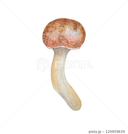 Honey fungus. Watercolor illustration of edible mushroom. Hand-drawn forest mushroom in botanical style. For your design 120959639