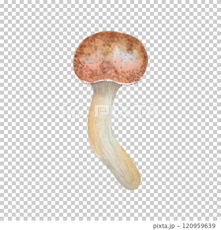 Honey fungus. Watercolor illustration of edible mushroom. Hand-drawn forest mushroom in botanical style. For your design 120959639