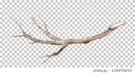 Watercolor illustration of a tree branch with rustic botanical elements. Drawing of isolated twigs and bark, perfect for nature-themed cards or invitations. Ideal for autumn or plant-based designs. Watercolor illustration of a tree branch with rustic botanical elements. Drawing of isolated twigs and bark, perfect for nature-themed cards or invitations. Ideal for autumn or plant-based designs. 120959850