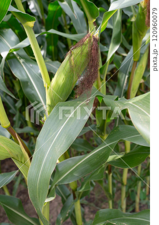 Growing maize crop plant with mature silk on cornfield natural background 120960079
