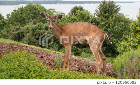 whitetail animal fallow. whitetail animal brown color. photo of whitetail animal outdoor. whitetail animal fallow. whitetail animal brown color. photo of whitetail animal outdoor. 120960082
