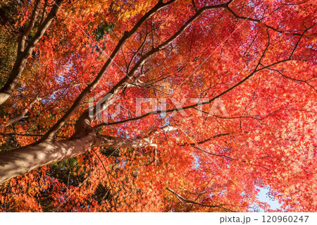 燃えるような真っ赤なモミジ《紅葉イメージ素材》 120960247