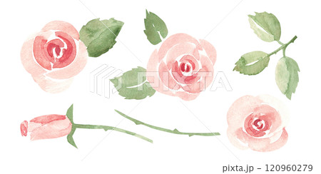 Set of Pink Roses with Buds and Stems. Simple Sketch, Ala Prima painting. Watercolor abstract Hand drawn Floral illustration isolated on a white background. Clip arts for greeting, Valentine cards or 120960279