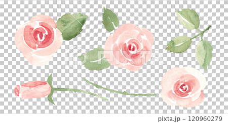 Set of Pink Roses with Buds and Stems. Simple Sketch, Ala Prima painting. Watercolor abstract Hand drawn Floral illustration isolated on a white background. Clip arts for greeting, Valentine cards or 120960279