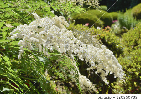 詩仙堂のホザキナナカマド 詩仙堂のホザキナナカマド 120960789
