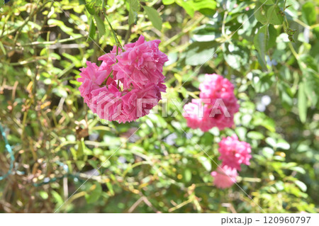 詩仙堂のバラ 120960797