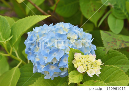 称名寺の紫陽花 称名寺の紫陽花 120961015