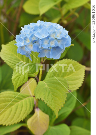 称名寺の紫陽花 称名寺の紫陽花 120961016