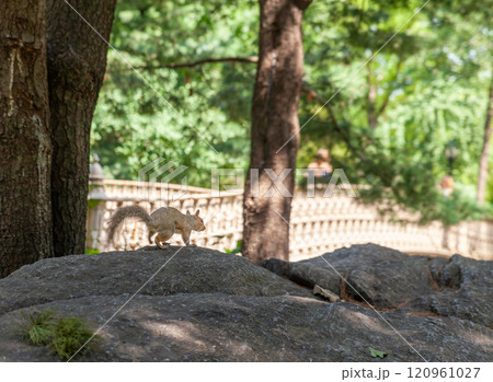 A squirrel on a rock in Central Park, New York City.  120961027