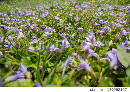 ムラサキサギゴケの花群れ ムラサキサギゴケの花群れ 120962167
