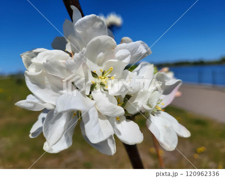 The young apple tree has large white flowers with yellow stamens 120962336