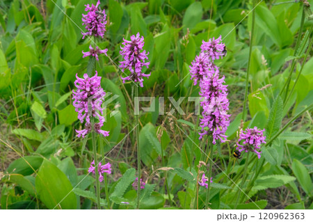 Betonica officinalis is cultivated as an ornamental plant. Nature floral background. Medicinal flowers in meadow. Honey-bearing and essential oil plant. Betonica officinalis is cultivated as an ornamental plant. Nature floral background. Medicinal flowers in meadow. Honey-bearing and essential oil plant. 120962363