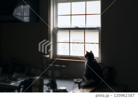 窓辺の猫 120962387