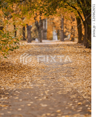 Empty alley in the middle of an autumn park 120962651