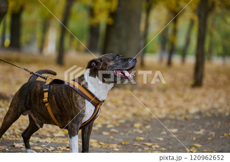 Adult brown American Pit Bull Terrier stands in an autumn park and looks to the side. Adult brown American Pit Bull Terrier stands in an autumn park and looks to the side. 120962652