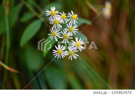 ノコンギク 120962970