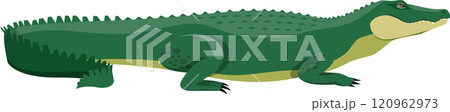 Large, scaly green crocodile resting in profile, showcasing its spiky tail and powerful legs, emphasizing the creature s formidable presence in a captivating illustration 120962973