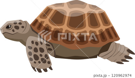 Russian tortoise walking gracefully, revealing its stunning patterned shell in a clean, isolated illustration. Showcasing the beauty of this resilient reptile in nature 120962974